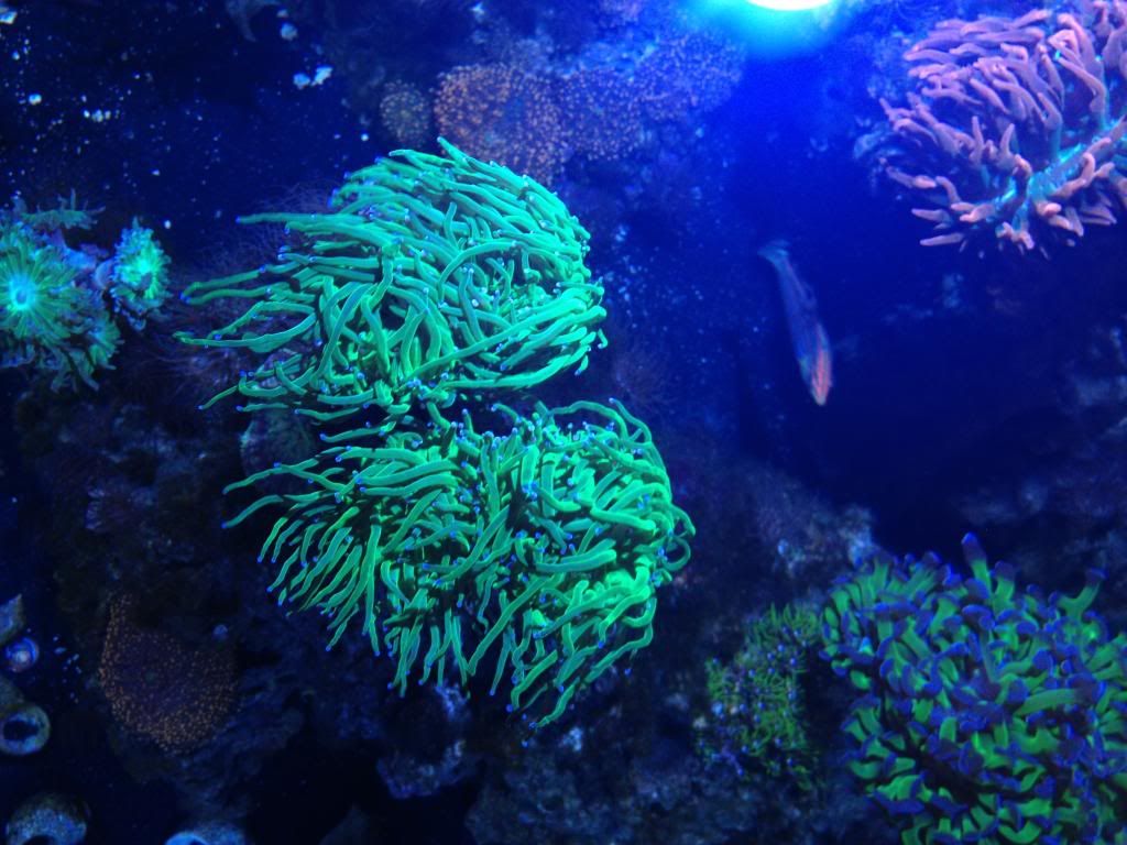 LPS, Todd's torch and soft coral for sale Reef Central Online Community